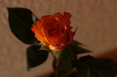 roses104.jpg